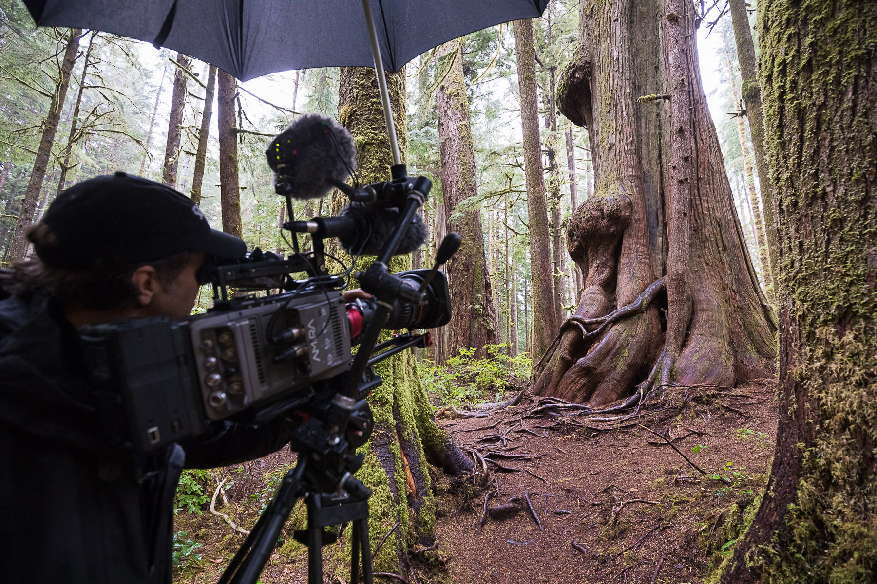 Need a “forest fix”? Watch our top 5 ancient forest films!