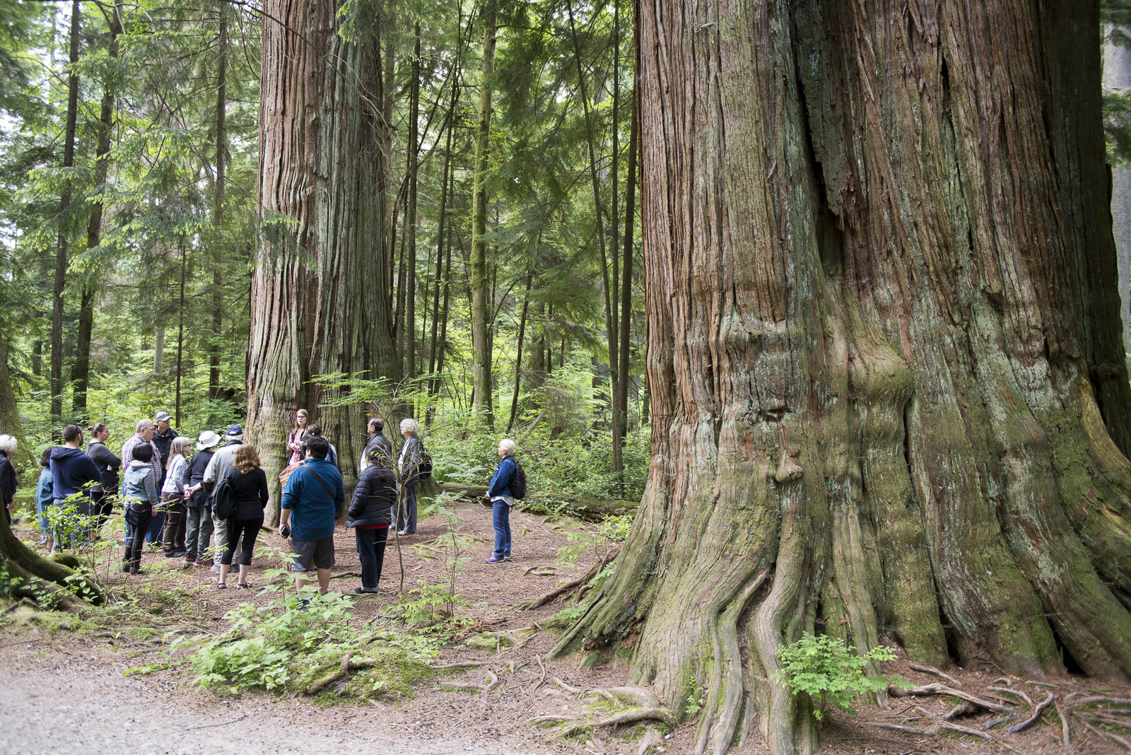 Stanley Park Old Growth Ecology Tour Vancouver Ancient Forest Alliance