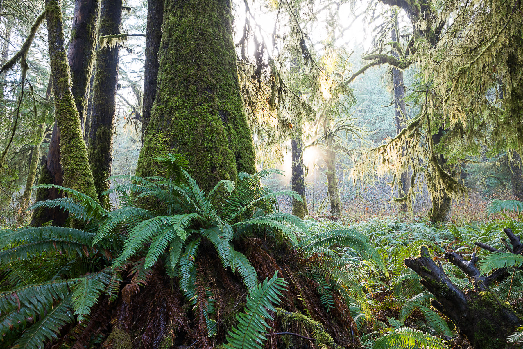 FernGully-Grove-8