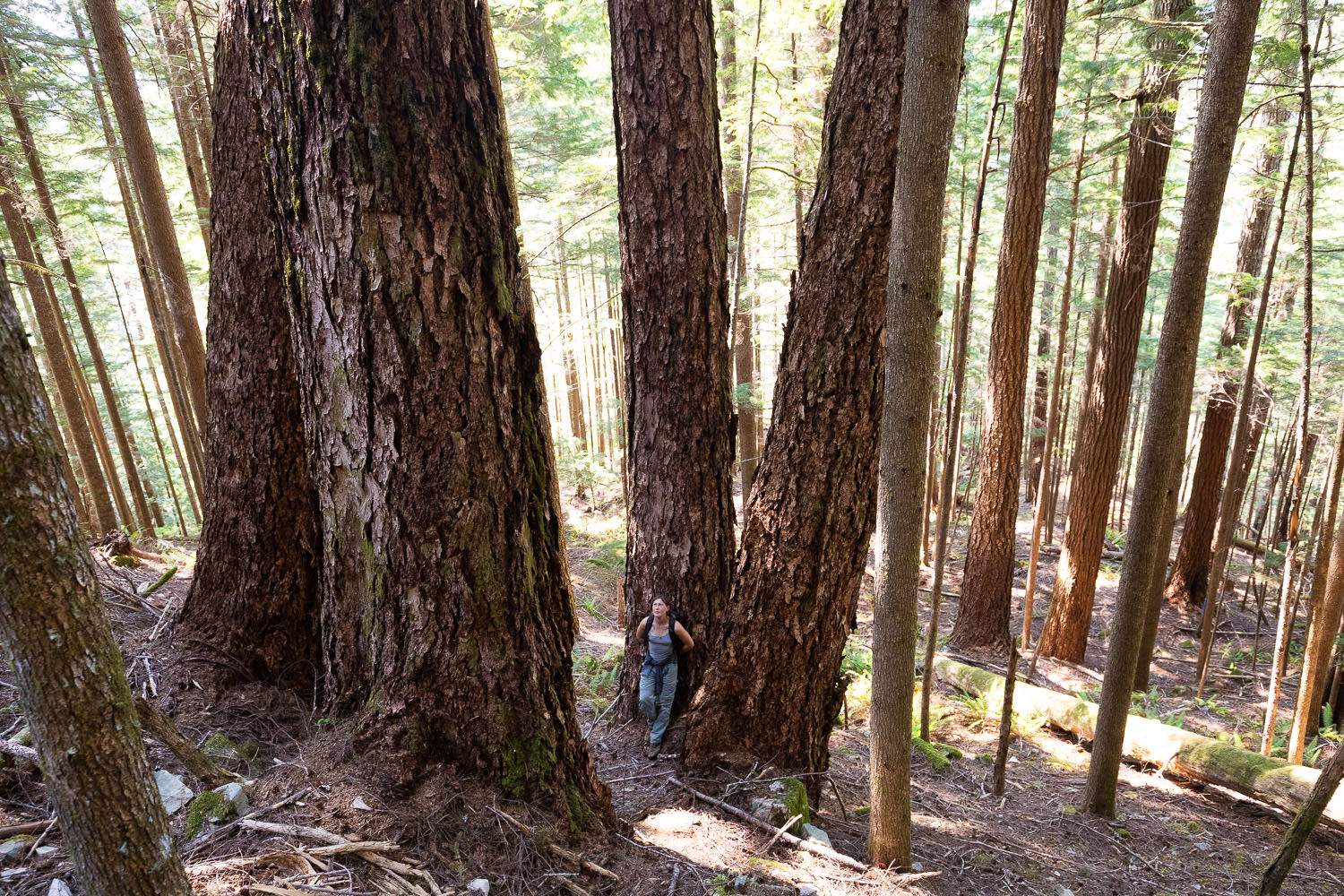 Incredible grove of endangered old-growth Douglas-fir.
