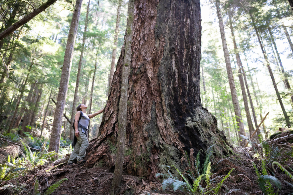 An incredible Douglas-fir measuring over 7ft in diameter!
