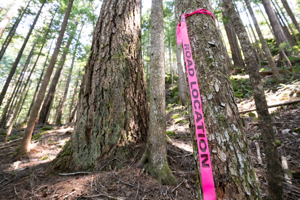 Road Location ribbon from Western Forest Products.