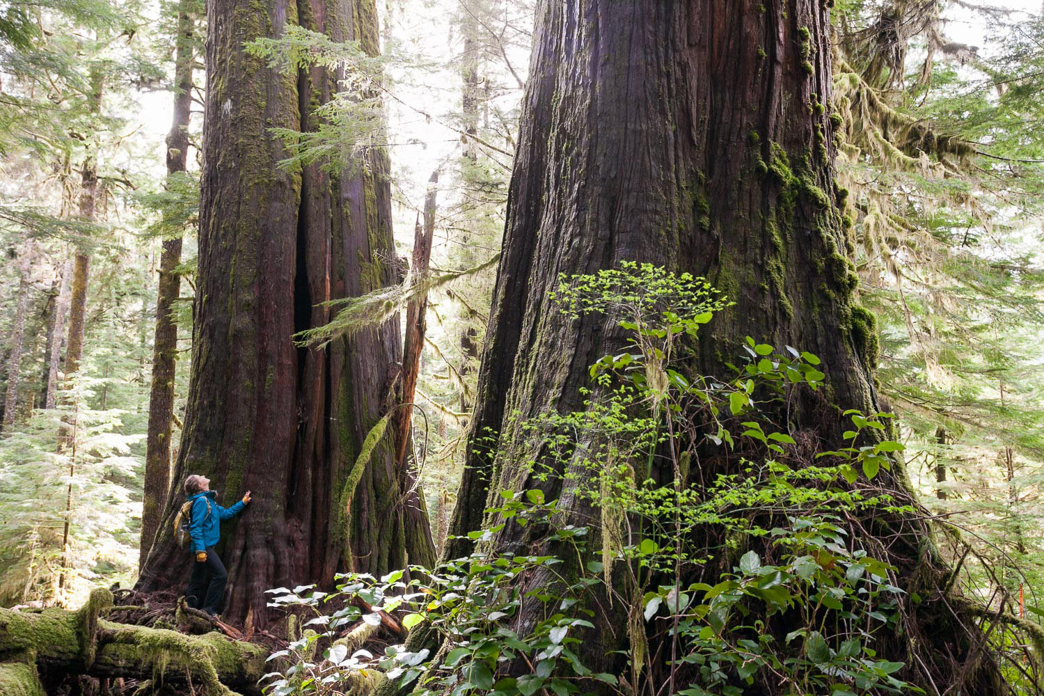 ACTION ALERT: Have your say on the BC government’s Old Growth Strategy