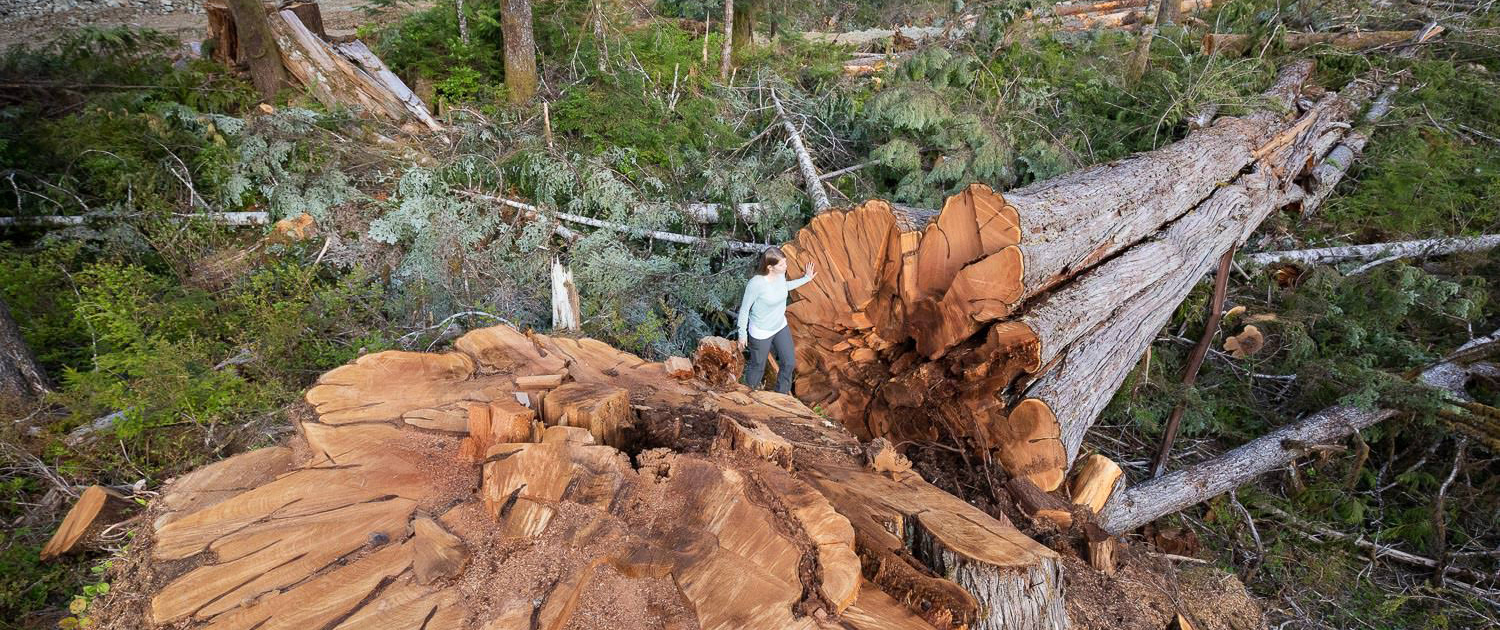 Nahmint Valley, Port Alberni - Huge Tree Logging