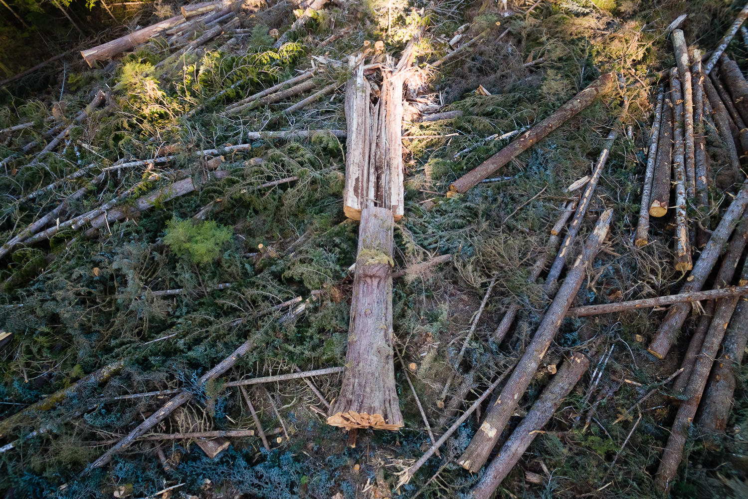 Photo Gallery: Massive Trees Cut Down on Vancouver Island