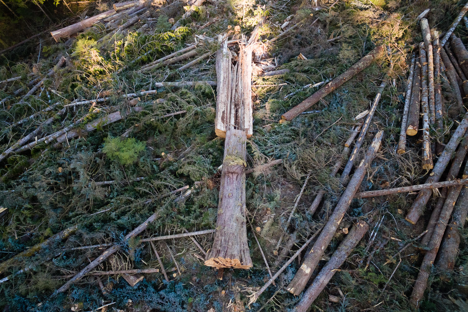 Photo Gallery Massive Trees Cut Down on Vancouver Island Ancient