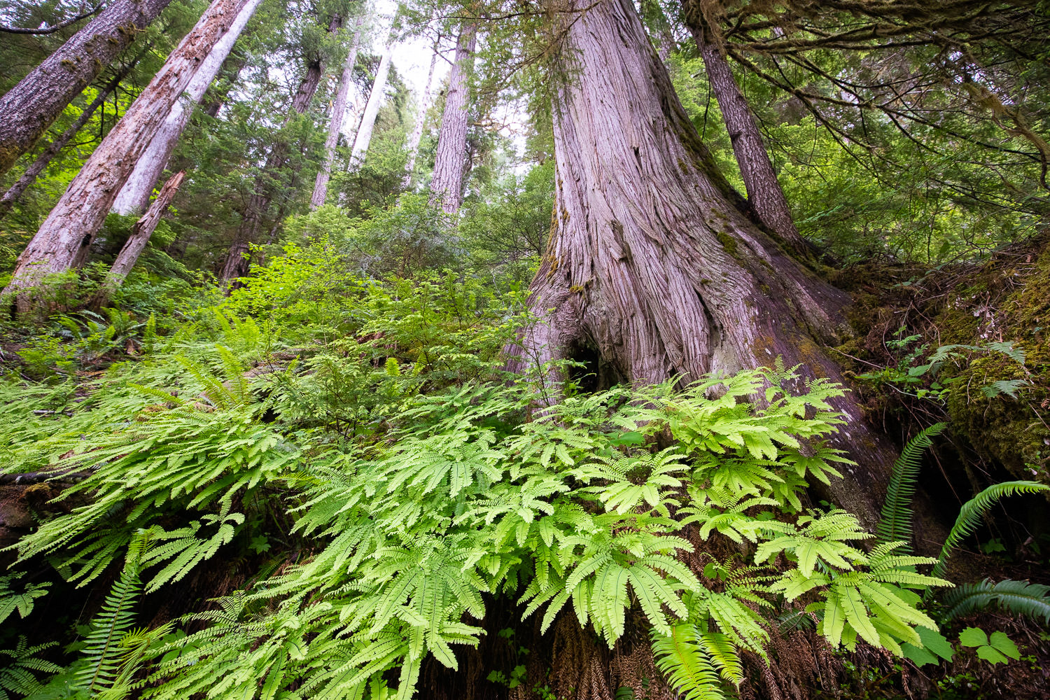 Maidenhair ferns, redcedars, and Douglas-firs adorn the steep slopes of the Taylor River.