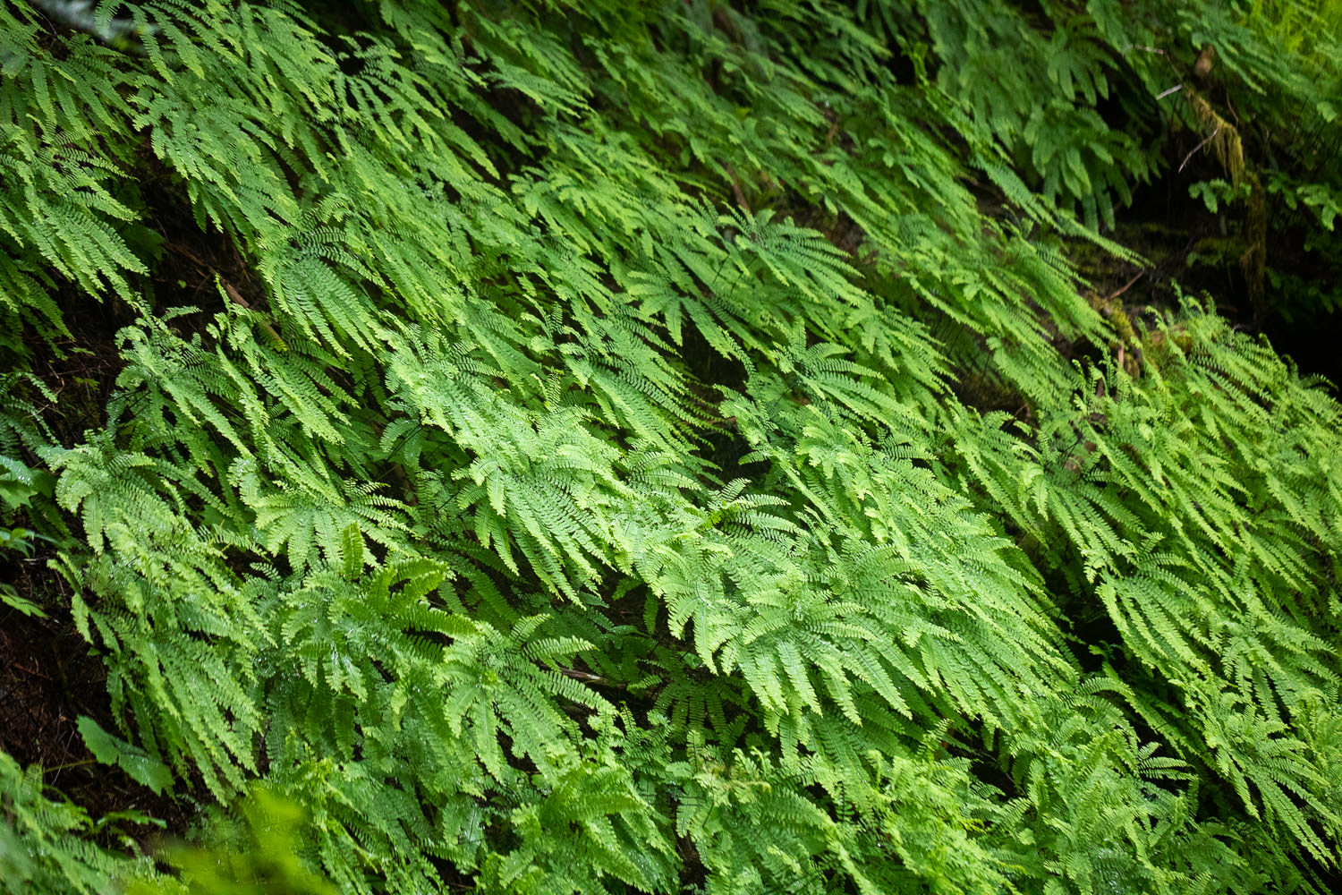 A stunning wall of maidenhair ferns