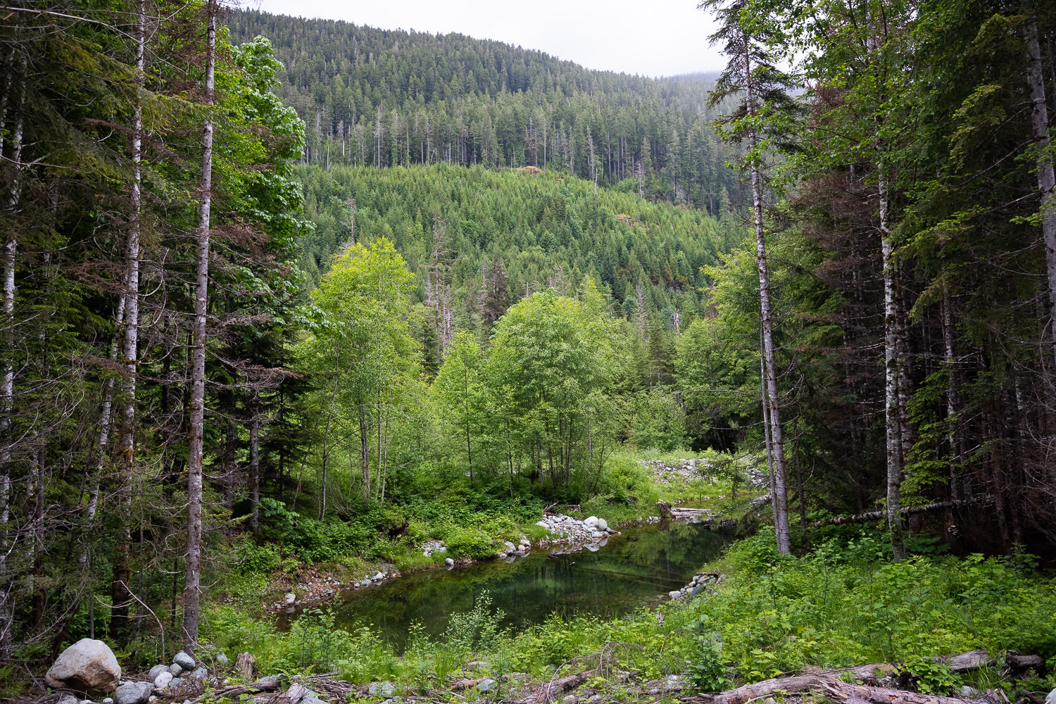 Salmon habitat enhancement area along the Taylor River. The slopes intended for clearcut logging are found above.