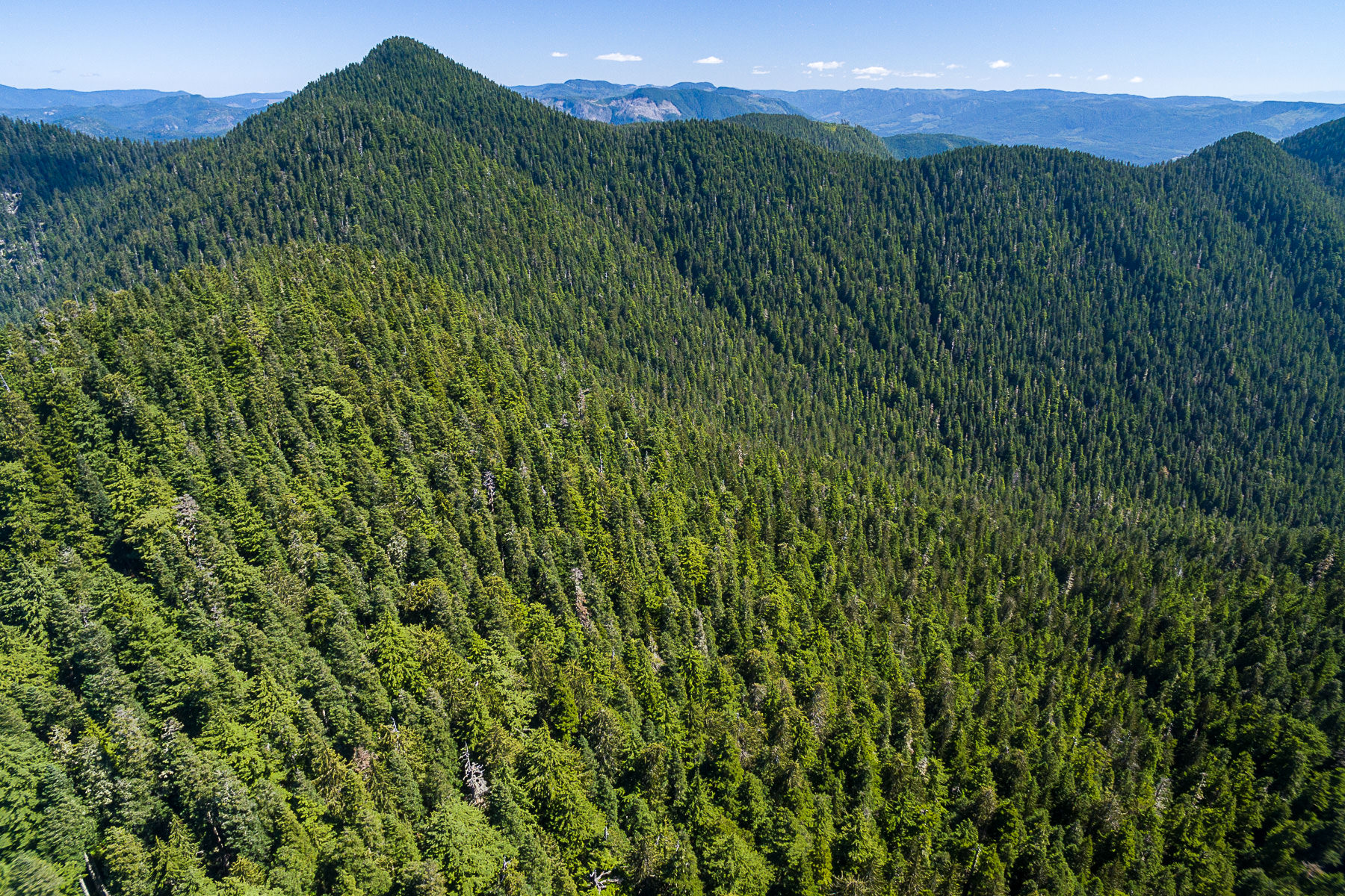 Massive old-growth yellow cedars, including Canada’s ninth-widest ...