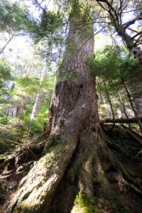 An incredible old-growth hemlock.