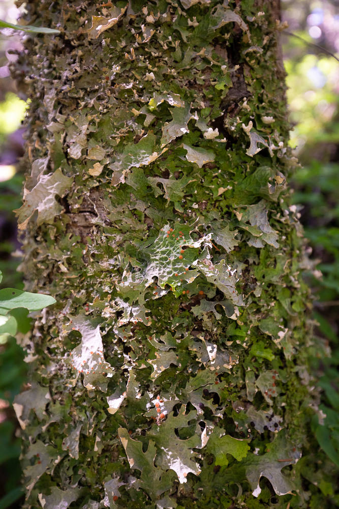 Lobaria lichens