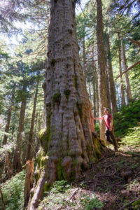 A monumental old-growth yellow cedar tree.