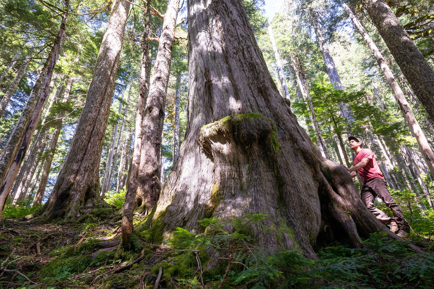 BC's 9th-widest known yellow cedar in the at-risk headwaters of the Fairy Creek Valley near Port Renfrew.