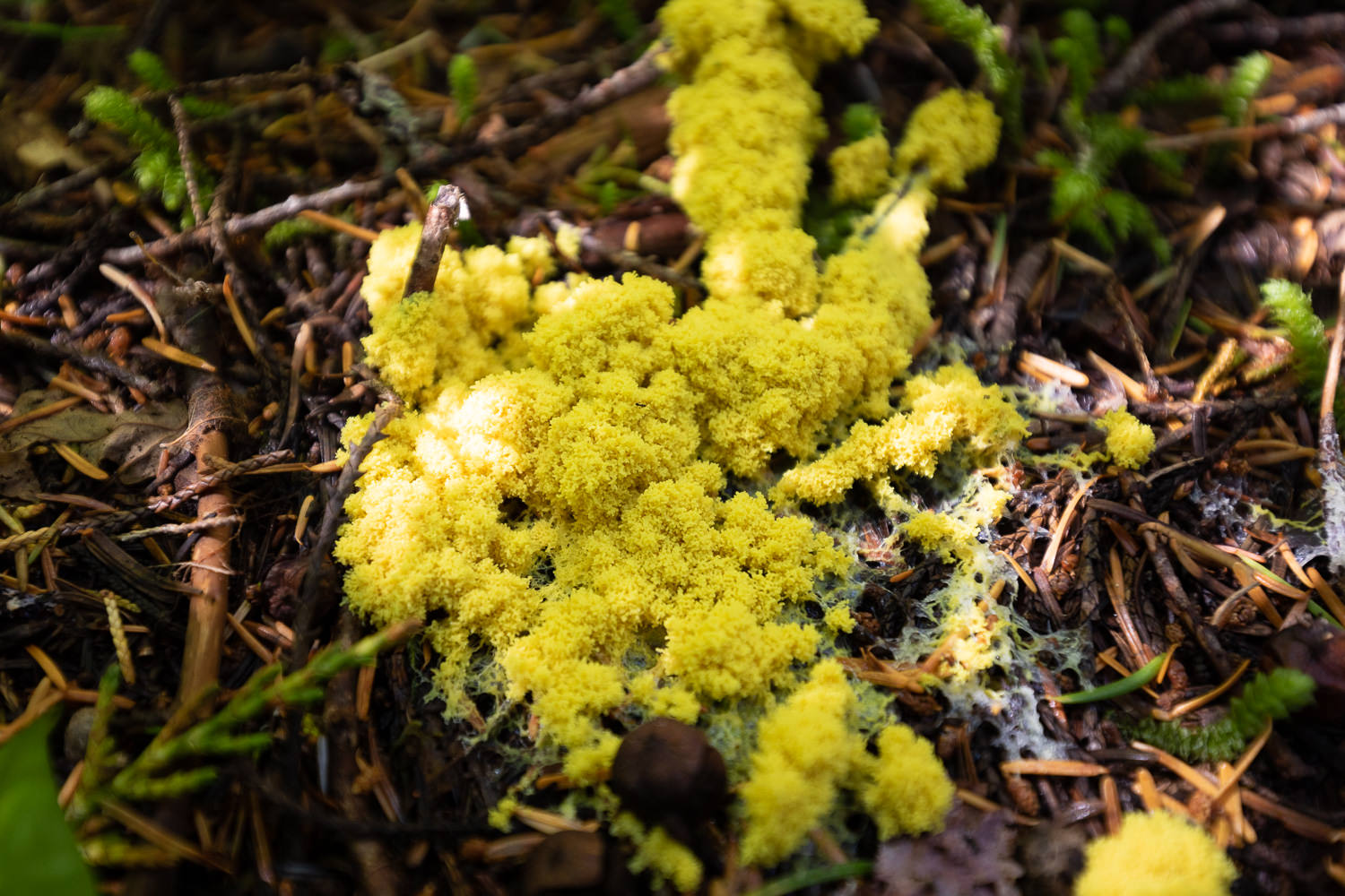 A bright yellow slime mold