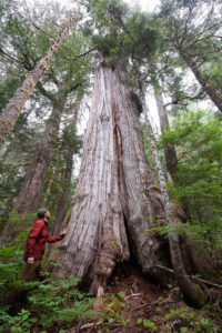 Old-growth redcedar within an approved logging cutblock.