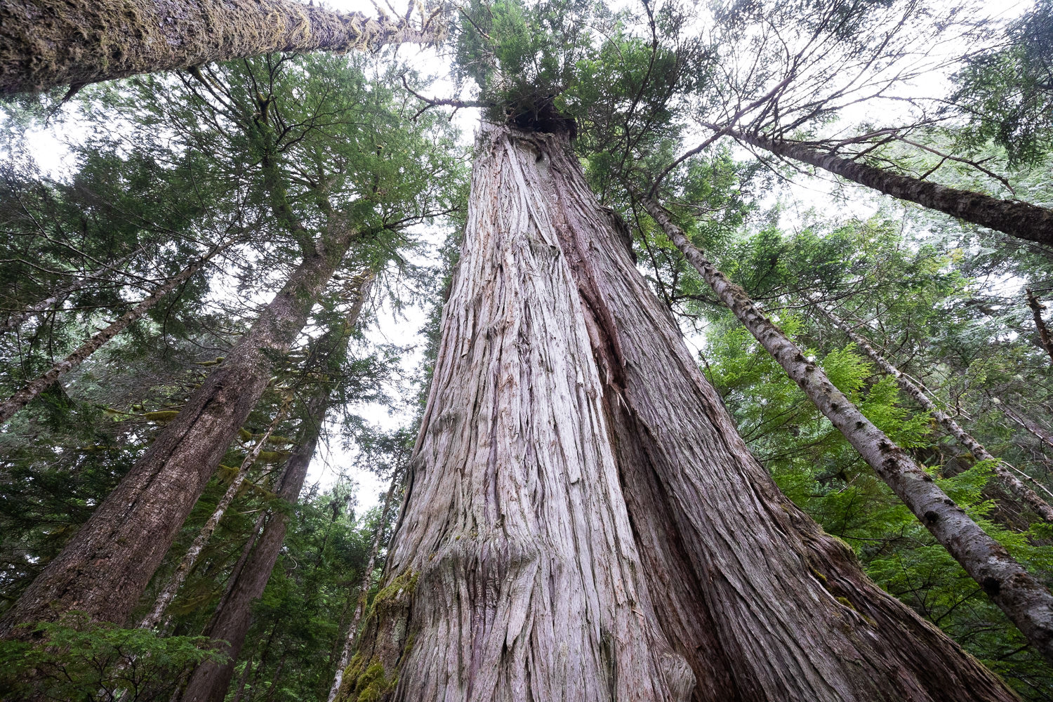 Old-growth redcedar within an approved logging cutblock.