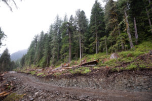 Rainforest destruction by Teal-Jones