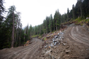New roads leading through old-growth in the Granite Creek watershed. The one on the right heads up towards the ridgeline of Fairy Creek.