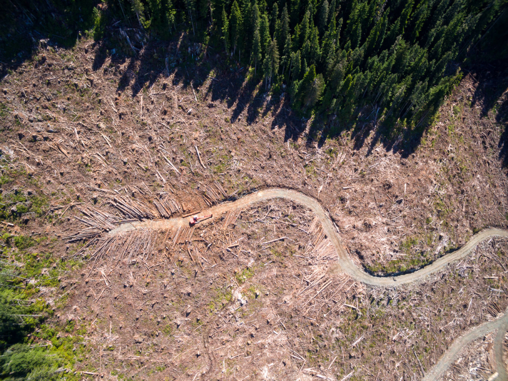 Recent old-growth logging by Teal-Jones adjacent to the Fairy Creek Valley.