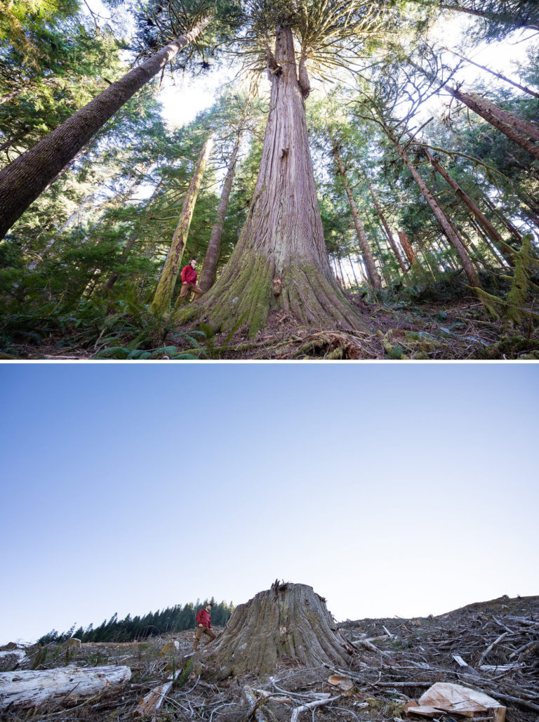 Logging of massive, ancient cedars in Caycuse watershed signals urgent ...