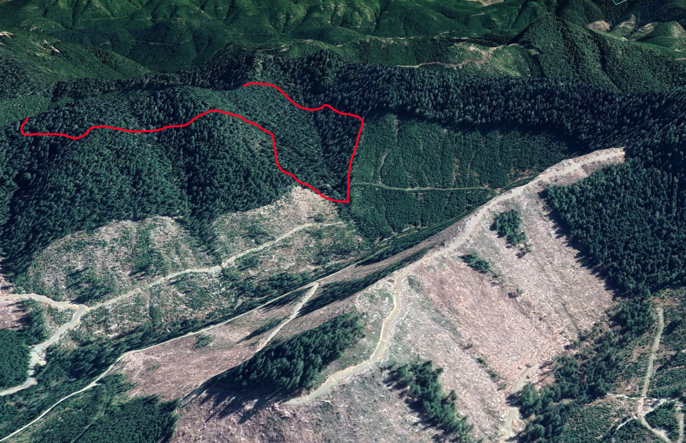 A rough outline of the active Western Forest Products cutblock in the Upper Walbran's 'ABC watershed' region. You can clearly see just how much has already been stripped away here over the past 20-30 years and now they're back to try and take the best of what little remains.