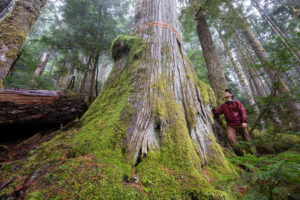 A truly beautiful and ancient western redcedar measuring 10ft or 3m wide.