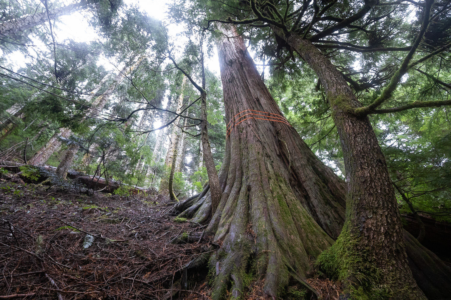 A giant cedar on steep slopes. What will hold the soil in place if the forest is gone?