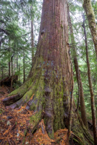 Bear den cedar on the edge of the cutblock. This tree might be left standing, but it would be all on its own surrounded by a clearcut.