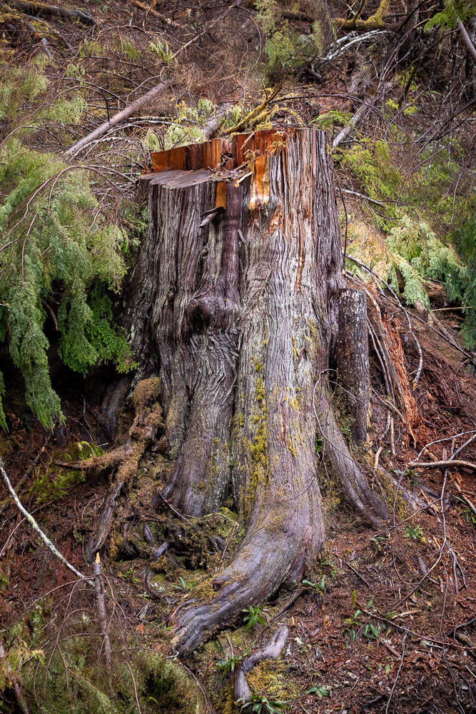 Old-growth cedar stump