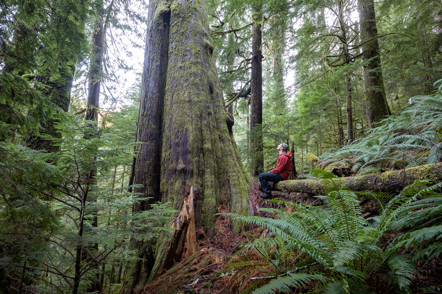 Send a Message to Demand Funding for Old-Growth Protection in Budget 2021
