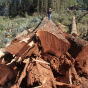 Screen Shot 2021-05-14 at 11.45.59 AM