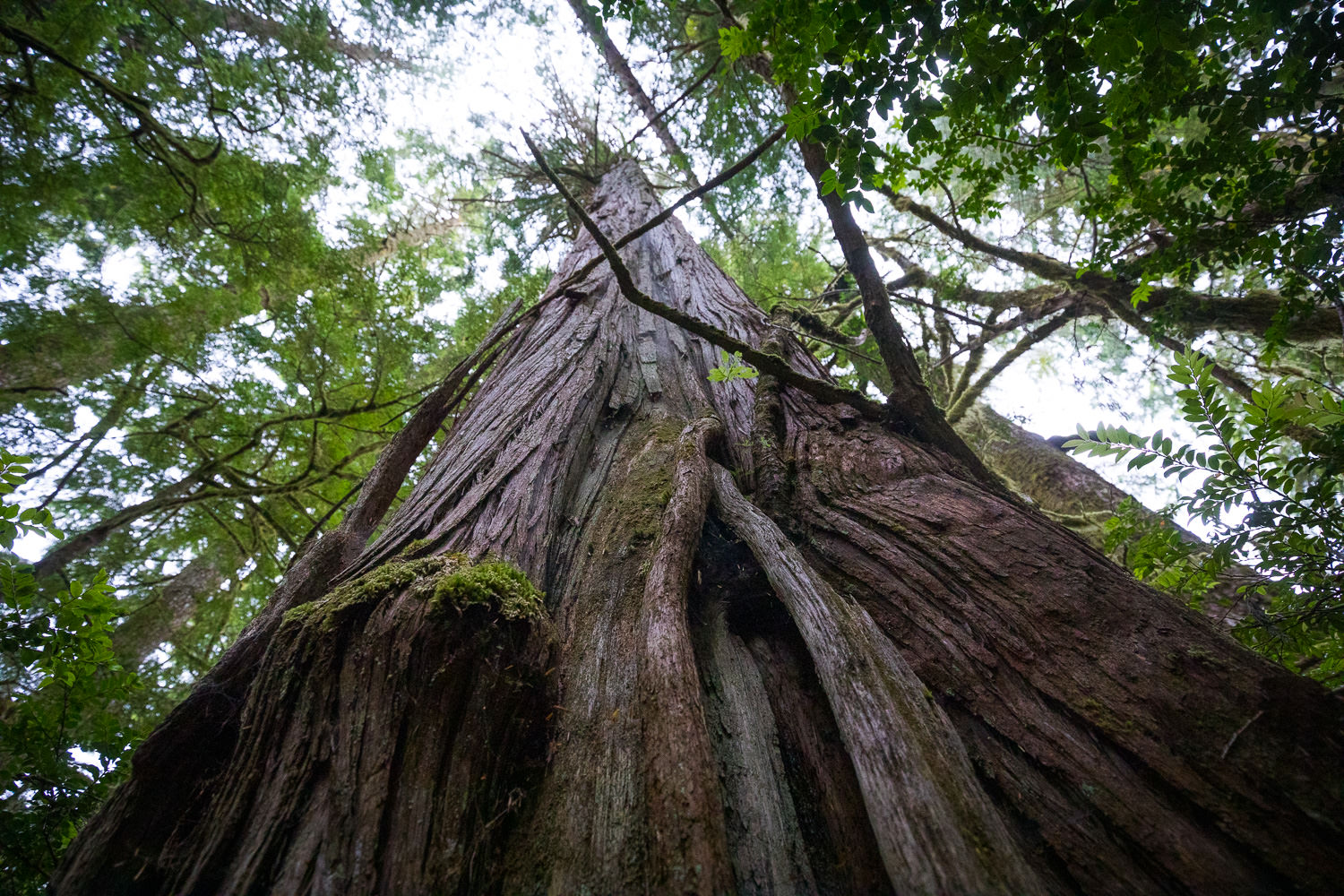 Union of BC Indian Chiefs passes a new resolution endorsing Protect Our Elder Trees Declaration