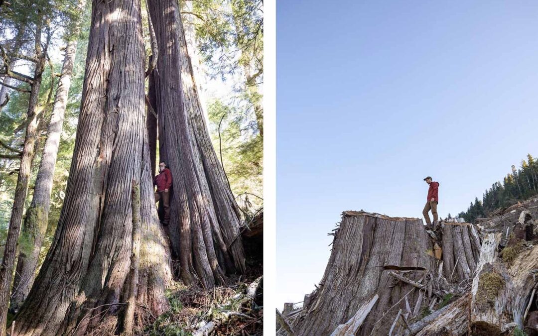Photographer TJ Watt wins accolades for showing the world the destruction of old-growth forests in BC