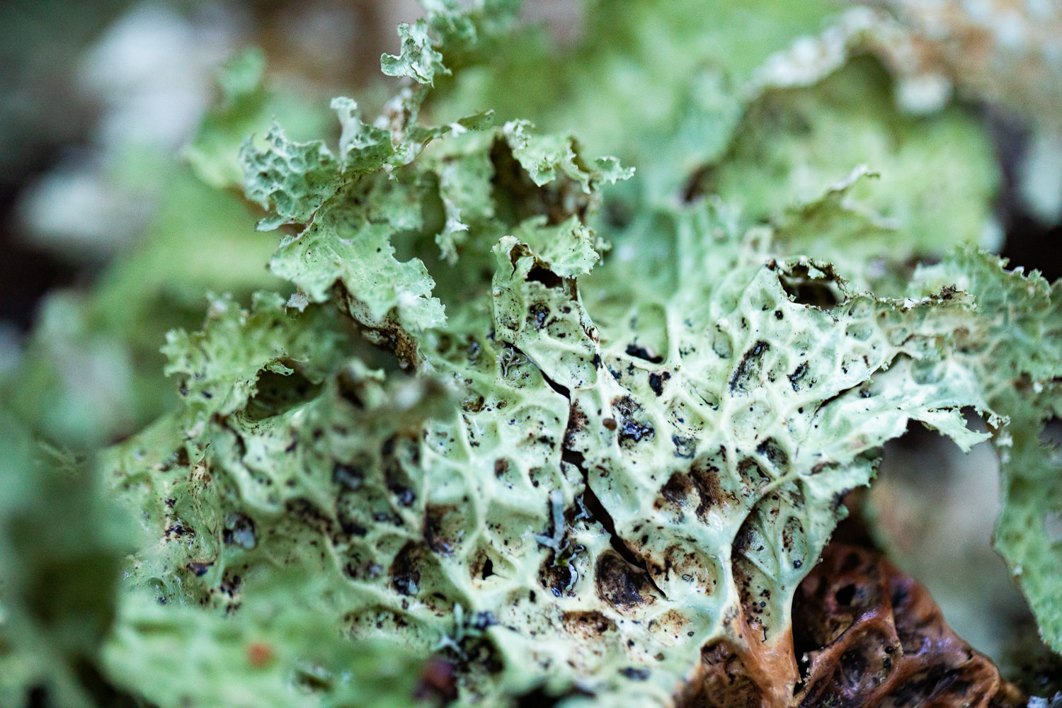 Lobaria lichen