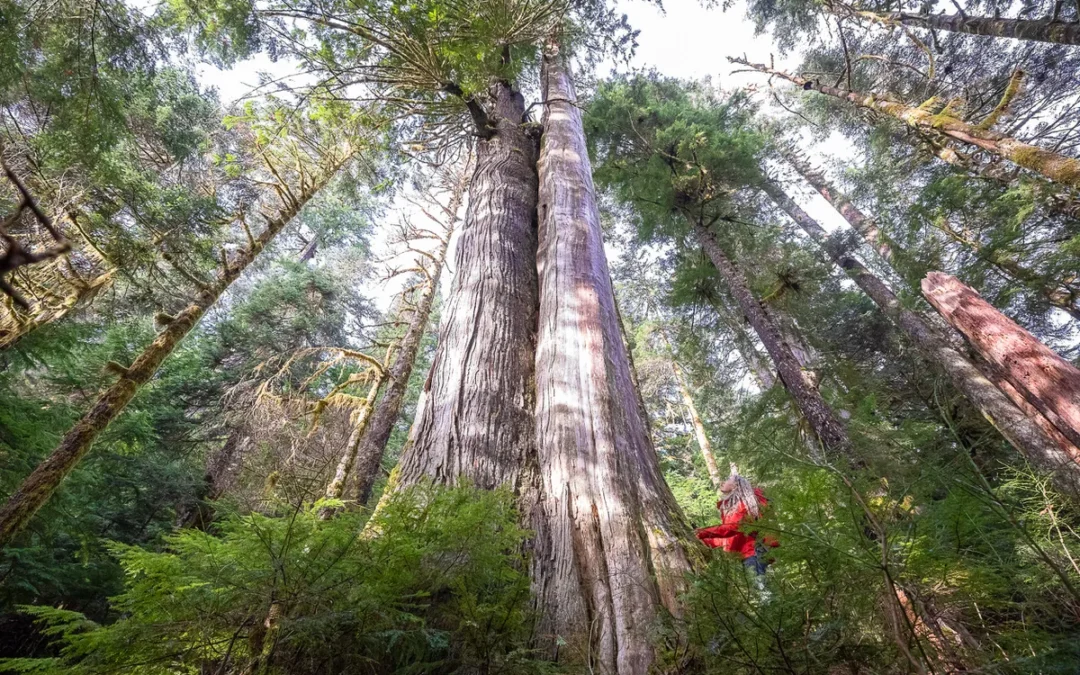 B.C. makes big commitment to save old-growth trees from further logging