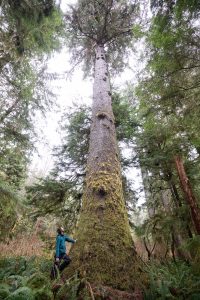 One of the biggest Sitka's along the trail!