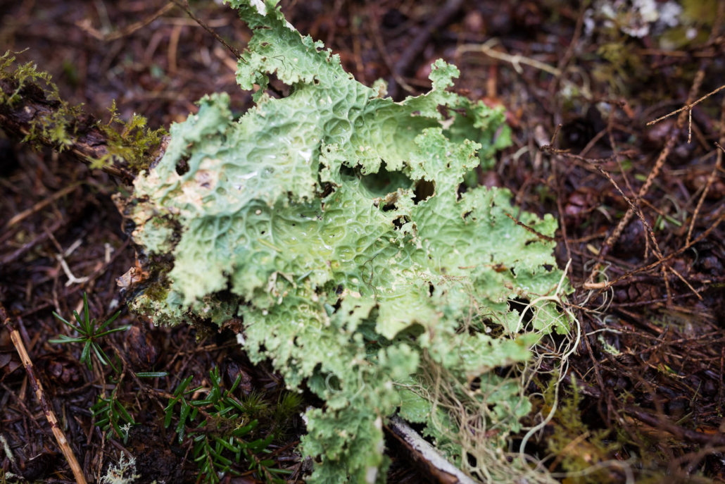 Lobaria oregana.
