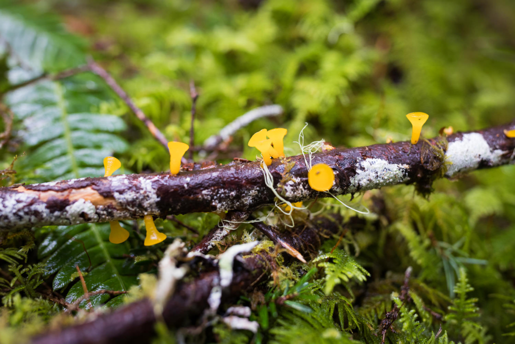Jelly mushrooms.
