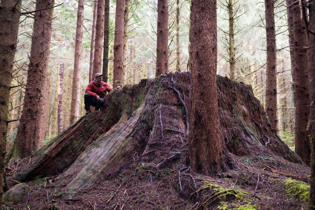 The stumps in the surrounding second-growth forest tell a sad story of what would have been one of the most spectacular forests on Vancouver Island prior to logging in the 1960's.