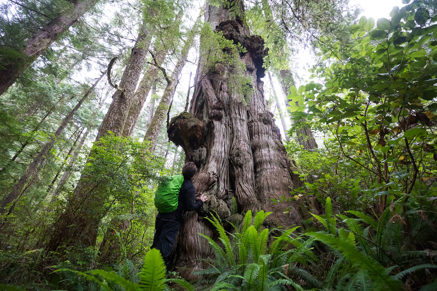 AFA's Ian Illuminato checking out burly redcedar tree within an approved cutblock and recommended deferral area.