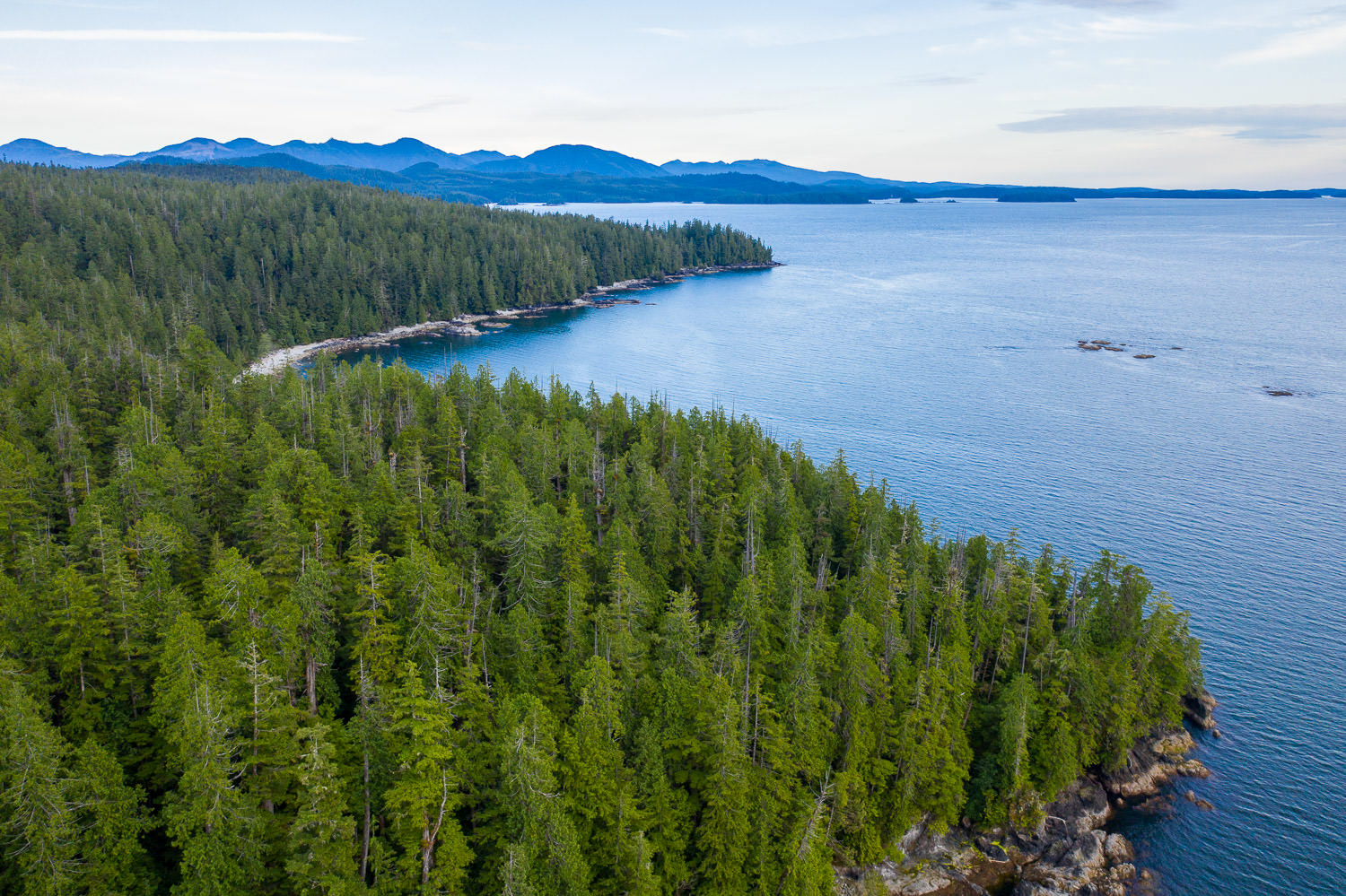 Overlooking the unprotected ancient forests of Vernon Bay in Barkley Sound in Uchucklesaht and Tseshaht nation territories. 33 logging cutblocks have been approved in this region, some overlapping with the newly recommended deferral areas.