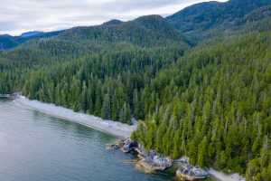 Overlooking the unprotected ancient forests of Vernon Bay in Barkley Sound in Uchucklesaht and Tseshaht nation territories. 33 logging cutblocks have been approved in this region, some overlapping with the newly recommended deferral areas.
