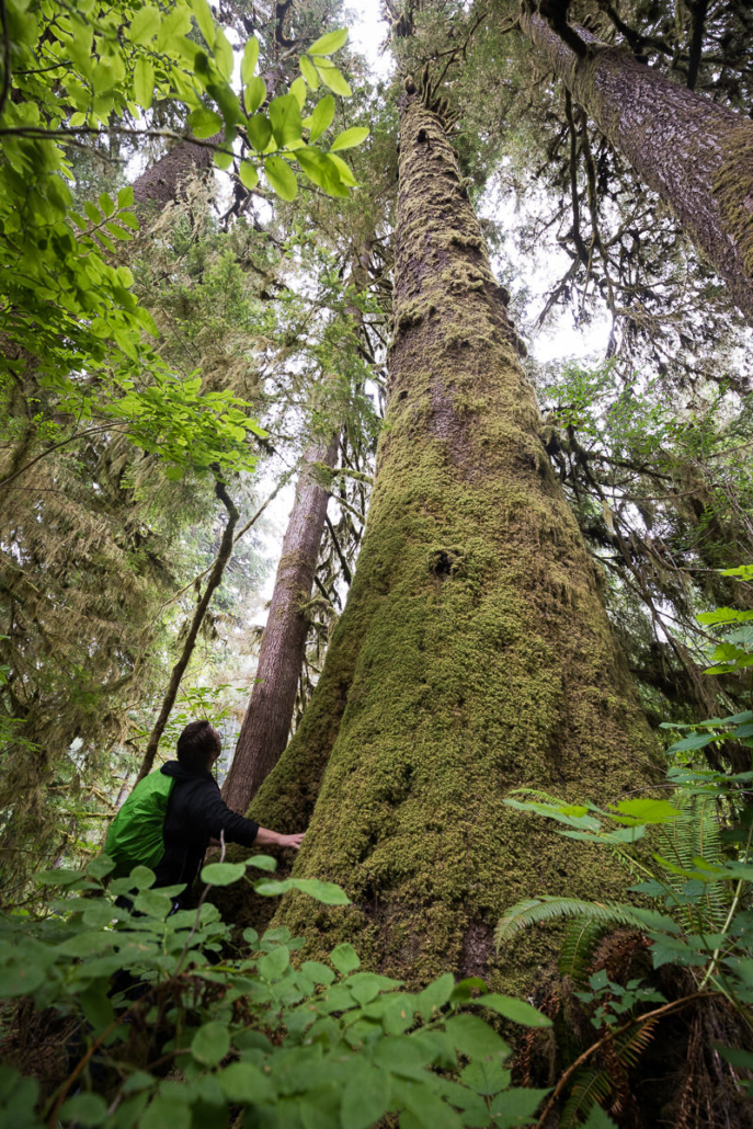 Looking up the trunk of a giant Sitka spruce.