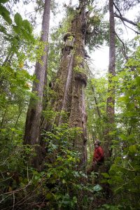 Towering cedars.
