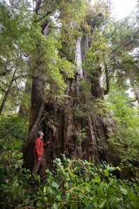 A monumental redcedar measuring 12 feet (3.6m) in diameter at-risk of logging in the forests of Vernon Bay.