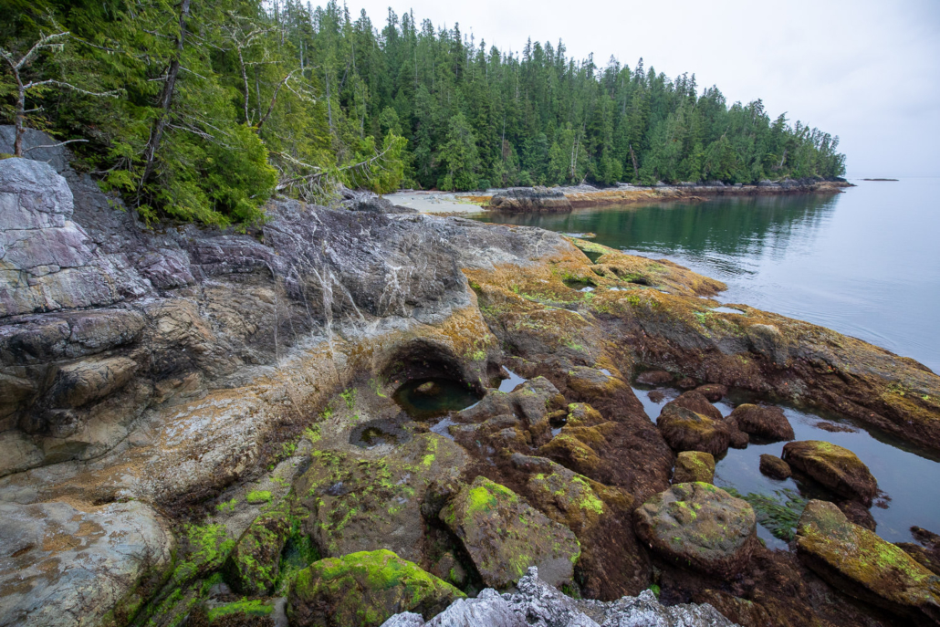 A monumental redcedar measuring 12 feet (3.6m) in diameter at-risk of logging in the forests of Vernon Bay.
