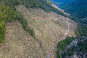 BC Timber Sales old-growth clearcutting.