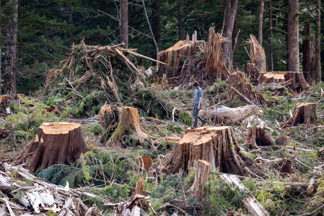 Giant stump field.