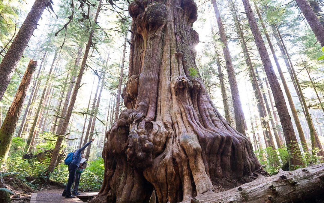 Conservationists Applaud Tourism Industry Association of BC for Joining the Call to Protect Old-Growth Forests